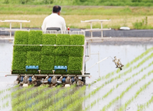 田植え